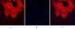 SOCS-1 Polyclonal Antibody